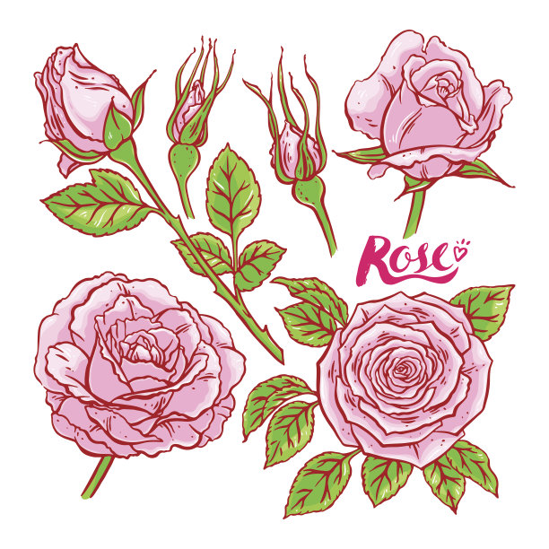 玫瑰植物插画