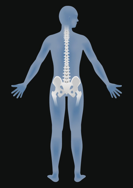 pelvis