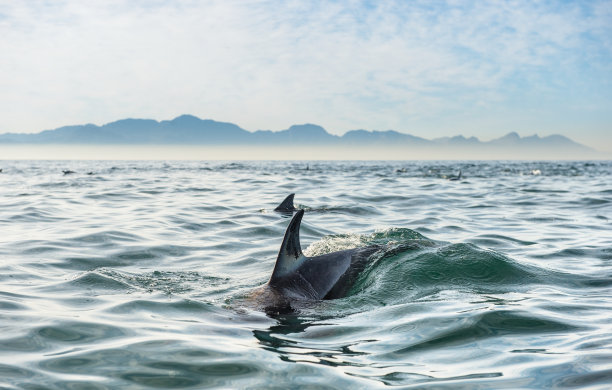 （鲸）用尾叶拍打水面