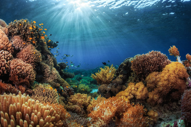 corals