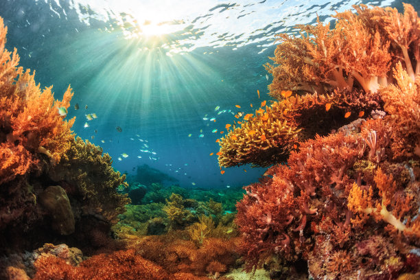 corals