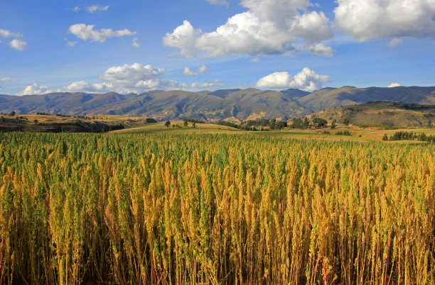 quinoa