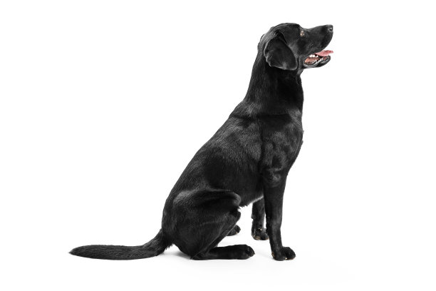 labrador