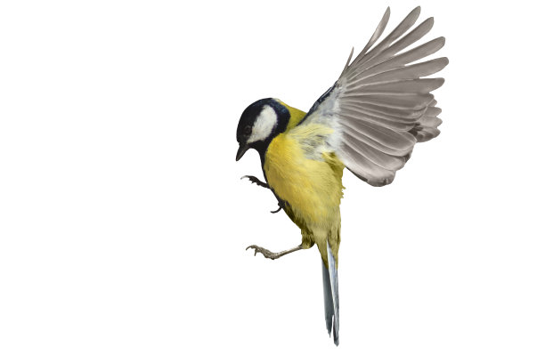 bird