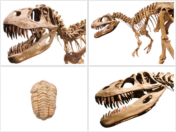 skeleton