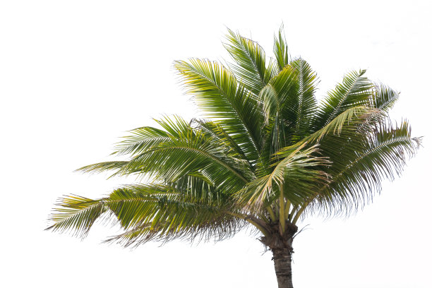 笔直的椰子树