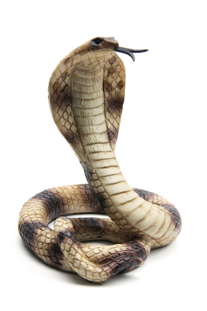 snake