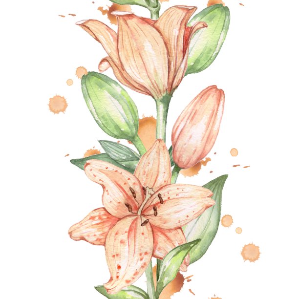 百合花,花蕾,水彩画颜料