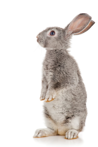 bunny