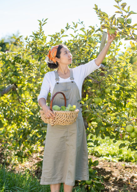 苹果园秋季丰收劳动