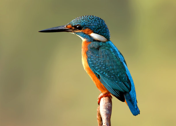birds