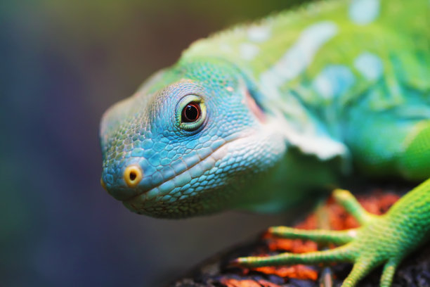reptilia