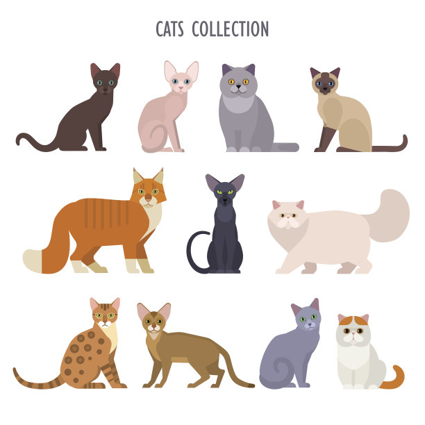 abyssinian猫