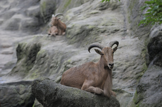 台湾羚羊