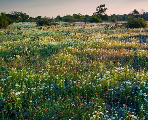wildflowers