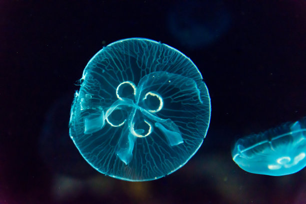 aurelia