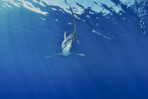 海洋白尖鲨