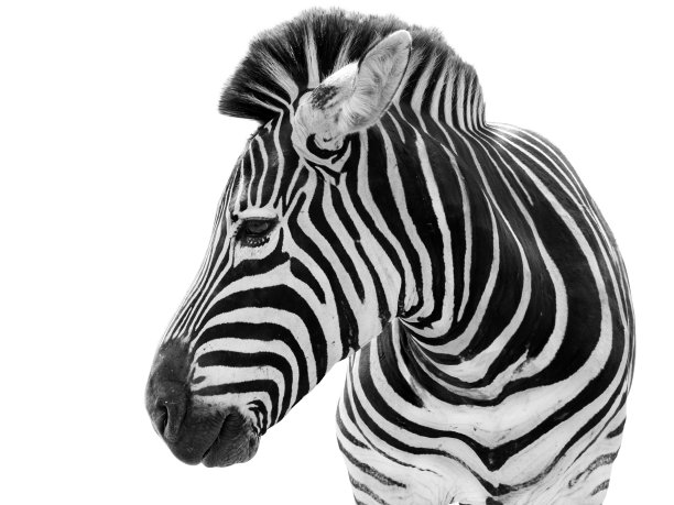 zebra