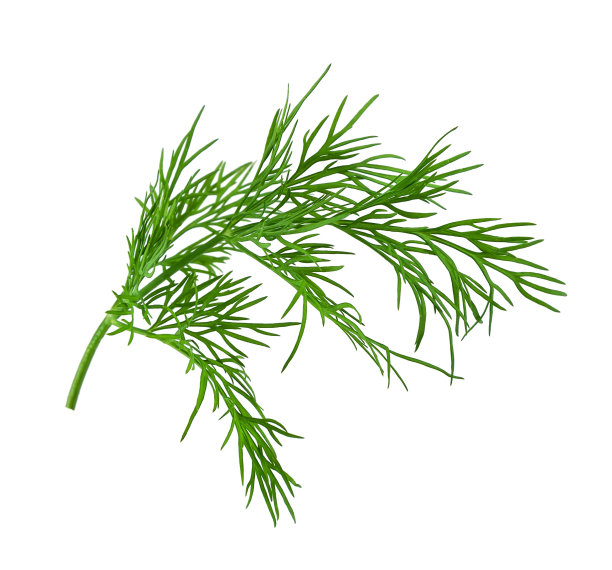 dill