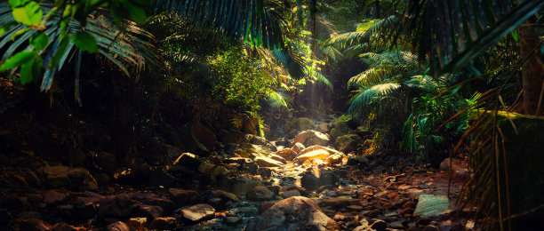 jungle