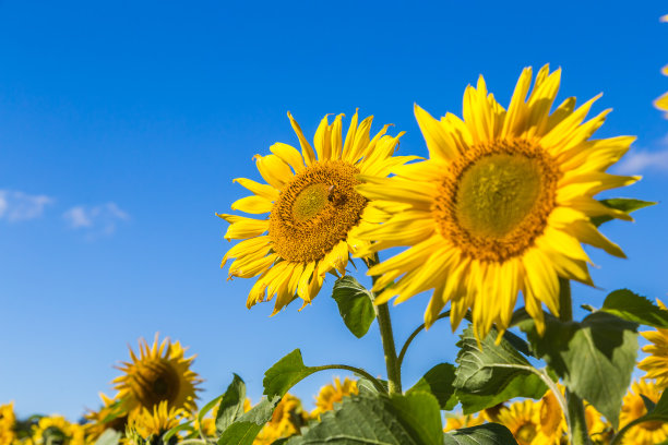 helianthus