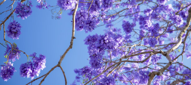jacaranda