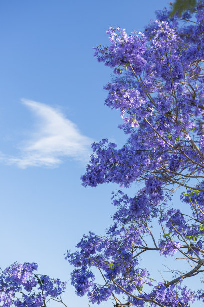 jacaranda
