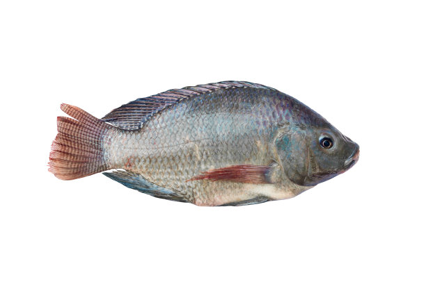 tilapia