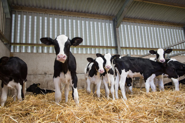 dairy