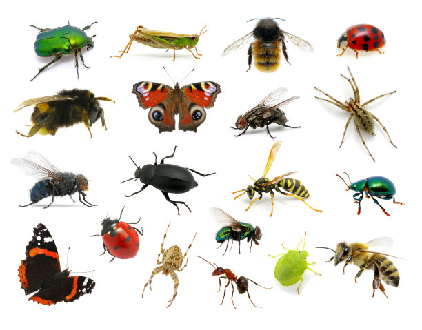 entomology