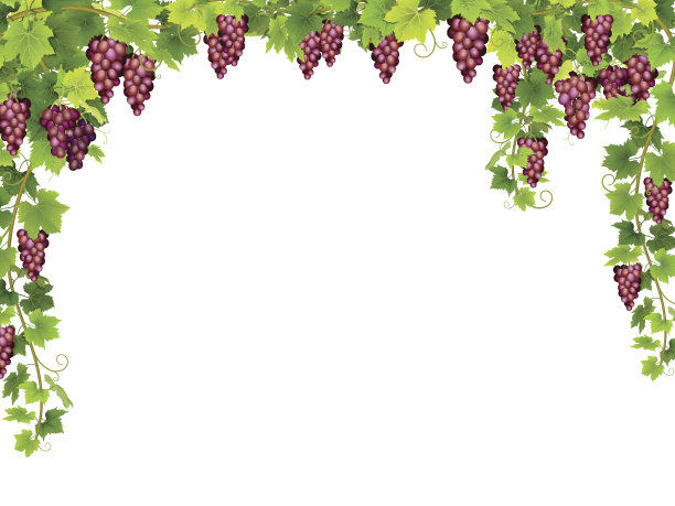 vineyard