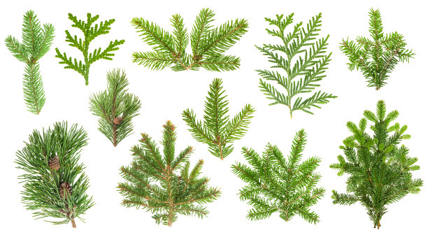 spruce