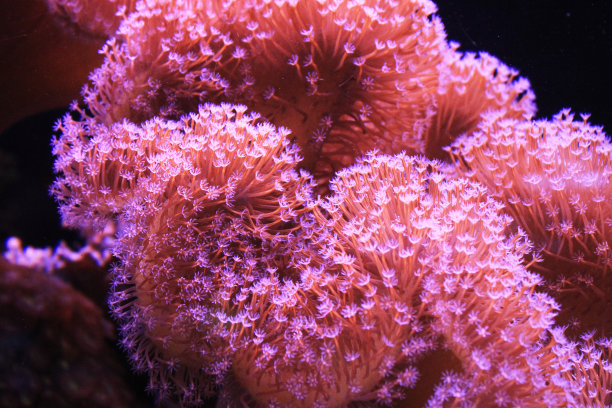corals