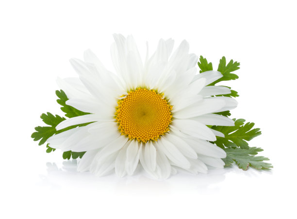 camomiles