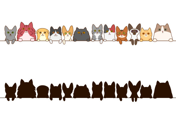 abyssinian猫