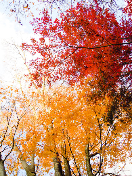 秋天,明亮,色彩鲜艳