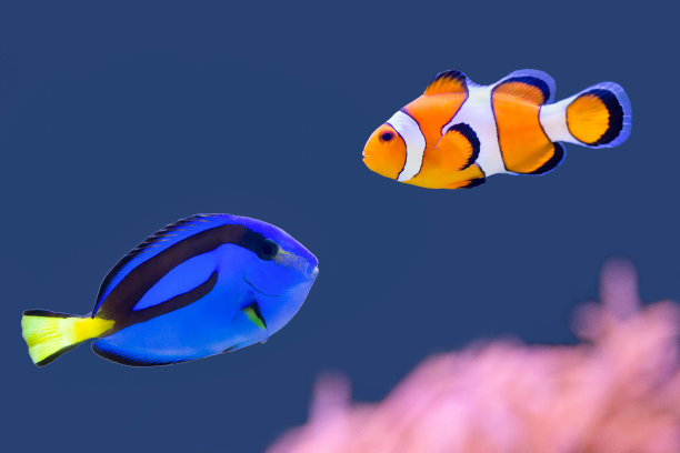海葵鱼