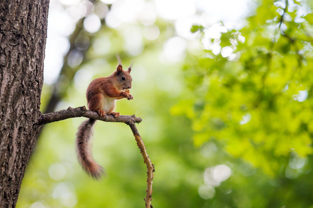 squirrel