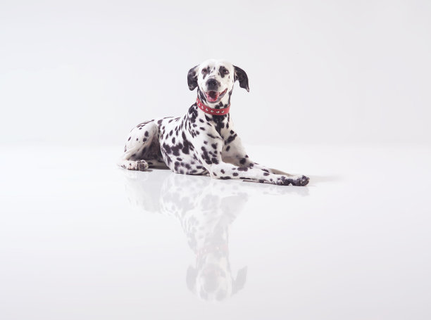 dalmatian