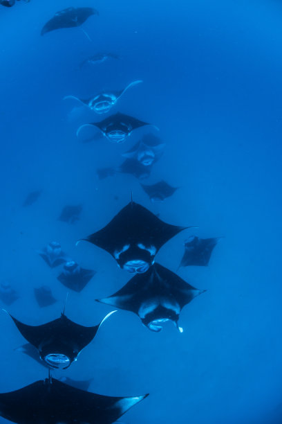 stingray