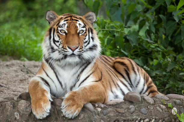 siberian