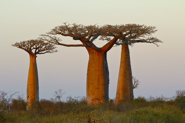baobab