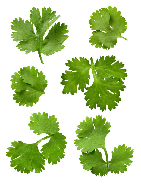 cilantro