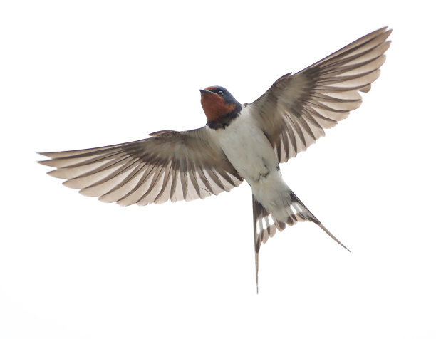avian