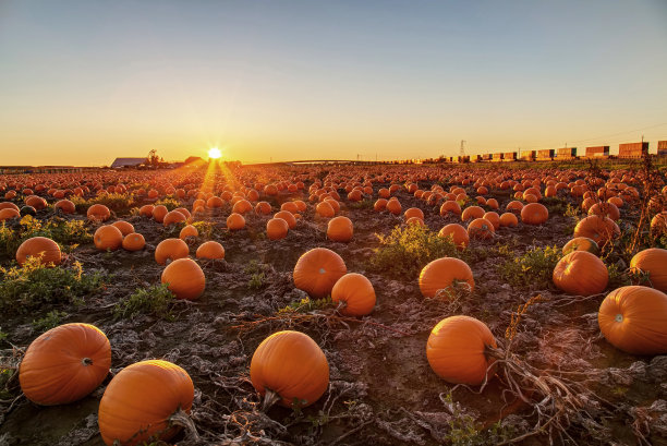 pumpkin