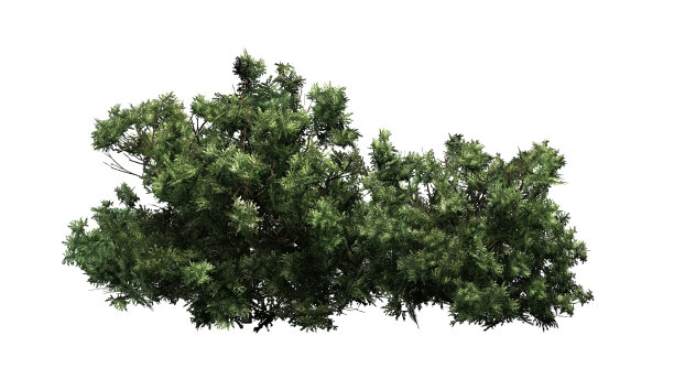 shrub