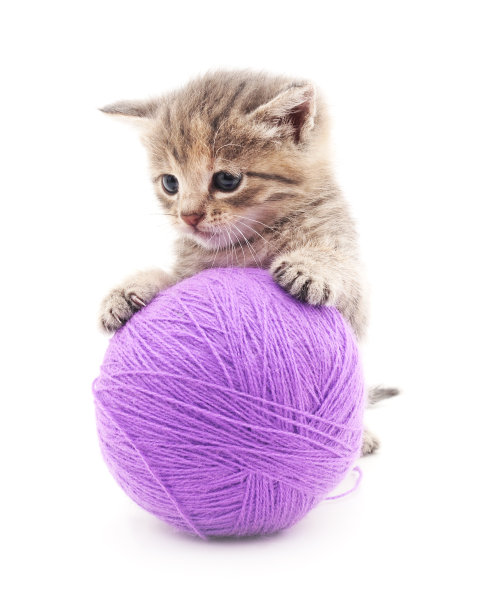 小猫玩具可爱猫咪