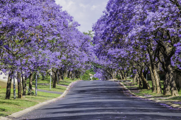 jacaranda