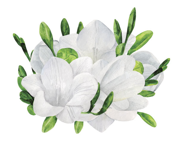 freesia