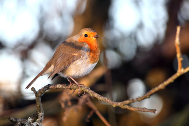 robin-chat